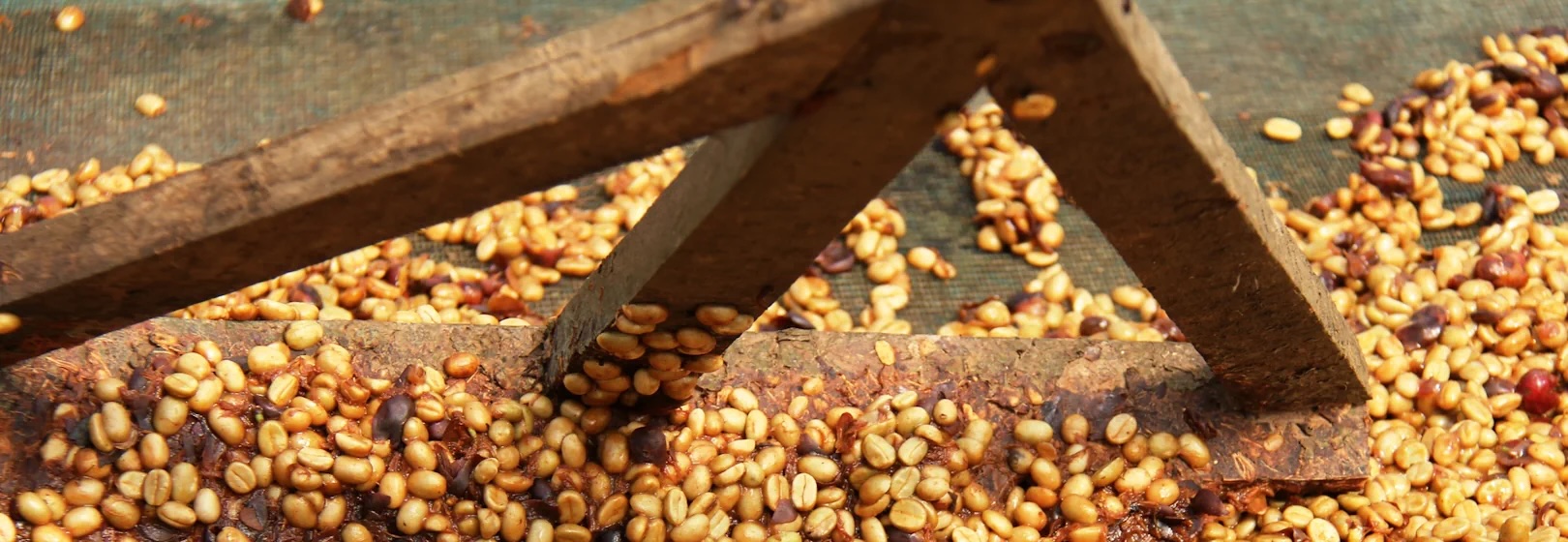 وضعیت فعلی صنعت درباره قهوههای infused کجاست؟